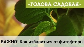 Голова садовая - ВАЖНО! Как избавиться от фитофторы