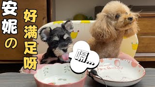 This greedy puppy is so cute! Eat, drink and burp