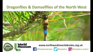 Dragonflies & Damselflies of North West England