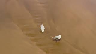 Two seagulls on the sand. Watch out for that wave! Terrigal Beach before sunrise.