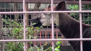 トトさんのようすです。2022年9月20日 上野動物園　オカピ