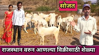 राजस्थान वरुन आणल्या विक्रीसाठी शेळ्या sojt got for sel/got from