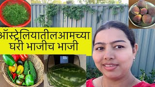 ऑस्ट्रेलियातील घरी भाजीच भाजी | My vegetables garden tour | Australia VLOG | Marathi in Australia