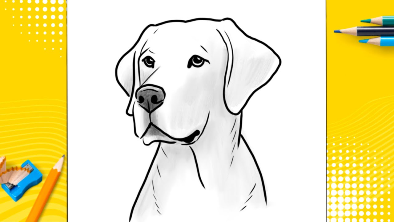 How To Draw A Dog Lab Labrador Retriever Youtube