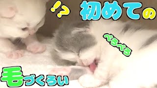 生後20日目！子猫が初めて毛づくろいした貴重映像からマイナスイオン大量発生中！【子猫の成長日記 #20】