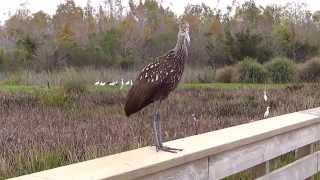 Limpkin screaming