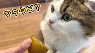 もふ猫に初めてマタタビ科のキウイを食べさせた結果【スコティッシュフォールド】