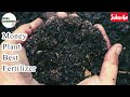 money plant best fertilizer money plant ke liye best fertilizer soniagardening