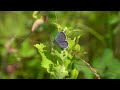 eastern tailed blue 20 july 2022