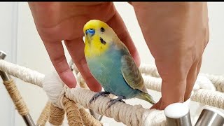 【触れないふれあい】セキセイインコ（ぴの）とママの約束といないいないばぁ遊び　pinohana