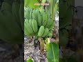 dragon fruit planting with trellis step by step process👏👏🍇