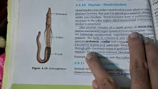 phylum hemichordata | animal kingdom #biology #neet