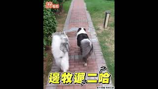 飼主鬆開牽繩邊牧秒察覺！「二哈跑走」飛速幫拖回來｜TVBS新聞｜擠看看 #shorts @TVBSNEWS01