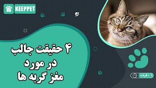 4 حقیقت جالب در مورد مغز گربه ها