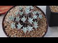 eng 다육이 얼굴을 크게 또는 작게 만들 수 있다고요 growing succulents as small or big 多肉植物 たにくしょくぶつ