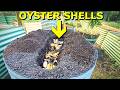 What Happens When You BURY OYSTER Shells in the Garden?