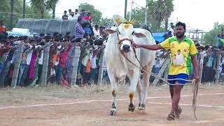 సమరానికి సిద్దమైన RK Bulls || 2024~నర్రవాడ ఎద్దుల పోటీలు||  Ongole Bulls ||