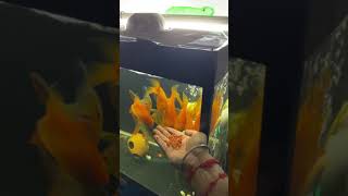 Feeding them! parrot fish, Tinfoil, Green Terror
