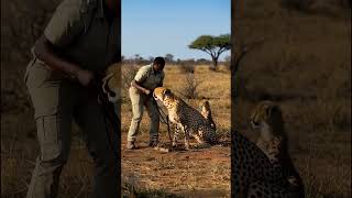 Trapped Cheetah Freed by Rescuers' Intervention