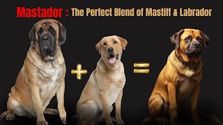 🐶Mastador Marvels: The Perfect Blend of Mastiffs and Labradors! 🧡Mastiff Lab Mix: Meet The Mastador