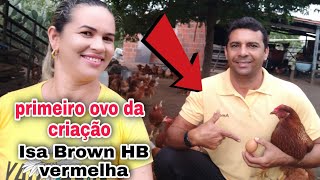 INÍCIO DA PRODUÇÃO DE OVOS COM APENAS 130 DIAS🤔 ISA Brown HB VERMELHA🐔 pathy vida na roça