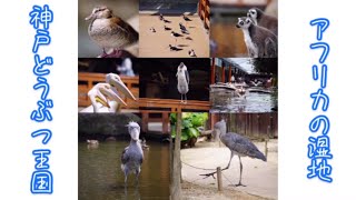 神戸どうぶつ王国　アフリカの湿地　ハシビロコウやスナネコたち