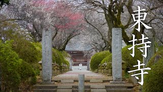 東持寺 (梅寺)｜α7 SⅢ｜DJI RS2｜SEL24105G｜SEL20F18G｜SEL55F18Z｜Film41