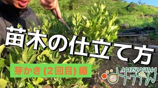 【みかん】【柑橘】苗木の仕立て方　芽かき2回目編！