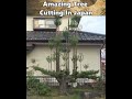 daisugi amazing tree cutting in japan shorts youtubeshorts @rjdunia facts