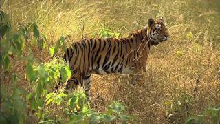 Panthera's Story