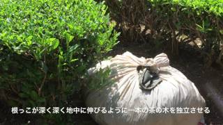 お茶畑からこんにちは！「無農薬茶の杉本園」