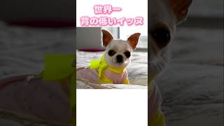 おもしろ雑学　世界一小さい犬　#shortvideo #雑学 #豆知識 #shorts