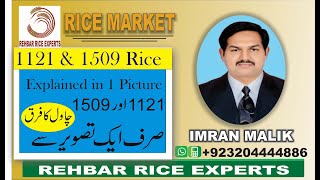 1121 and 1509 Rice Difference || 1121 aur 1509 chawal mein faraq || 1121 and 1509 in one picture