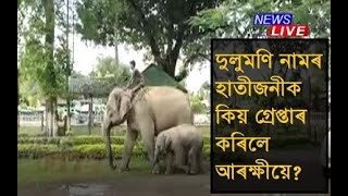 দুলুমণি নামৰ হাতীজনীক কিয় গ্ৰেপ্তাৰ কৰিলে আৰক্ষীয়ে?