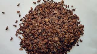 Aonla Fruit Seed ( Emblica officinalis ) Available on Indiamart