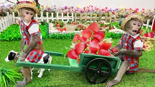 Baby Monkey Bim Bim harvests strawberries with dairy cows at the farm