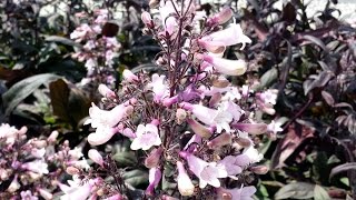 Best Perennials,  Penstemon 'Dark Towers' (Beardtongue)