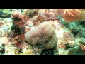 turneffe atoll two tank dive with equipment in belize carnival cruise line