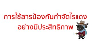 เทคนิคการกำจัดไรแดงให้ได้ผลดี