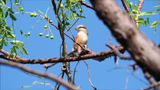 モズ秋の高鳴きとおびき寄せ鳴き2018秋