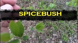 Spicebush: A Unique Native Shrub