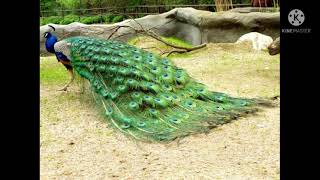 Kya aap janta Myanmar(Burma) ka National bird peacock hai