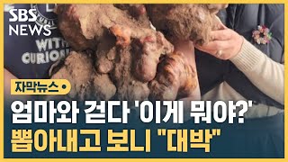 엄마와 걷다 '이게 뭐야?' 뽑아내고 보니 \