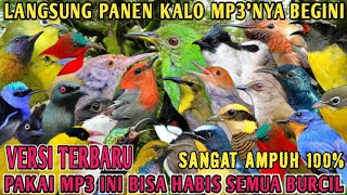 Suara Pikat Semua Jenis Burung Kecil Mp3 Siluman Pemikat Paling Jahat Langsung Poin Hitungan Menit