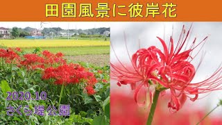 彼岸花「さくら堤公園」埼玉県吉見町 2020