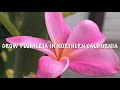 grow a hardy pink plumeria tree unlocking the secrets of pruning propagation northern ca 🌸