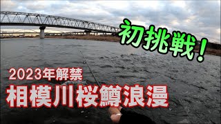 【渓流ルアー】2023年相模川桜鱒解禁！　相模川サクラマスに初挑戦！