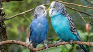 Romantic Bird ll Beautiful ❣️ Bird ll khubsurat parindy 🐦ll slow motion by Zidi Mano tv