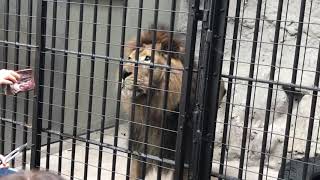 野毛山動物園内でお食事タイムの為に、生肉の塊を飼育員さんに貰うインドライオンのラージャン君‼️台に偉大な生肉の力で一歩一歩上がって行きます‼️肉の力は偉大なり‼️…あ！終わりなの？バックして行きます！