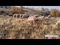 yagmurdan sonra gelen sis ve koyunların otlanması